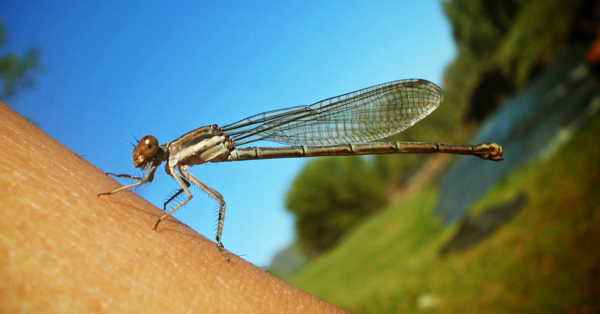 Olympus FE4020,X940 sample photo. Que onda weyyy photography