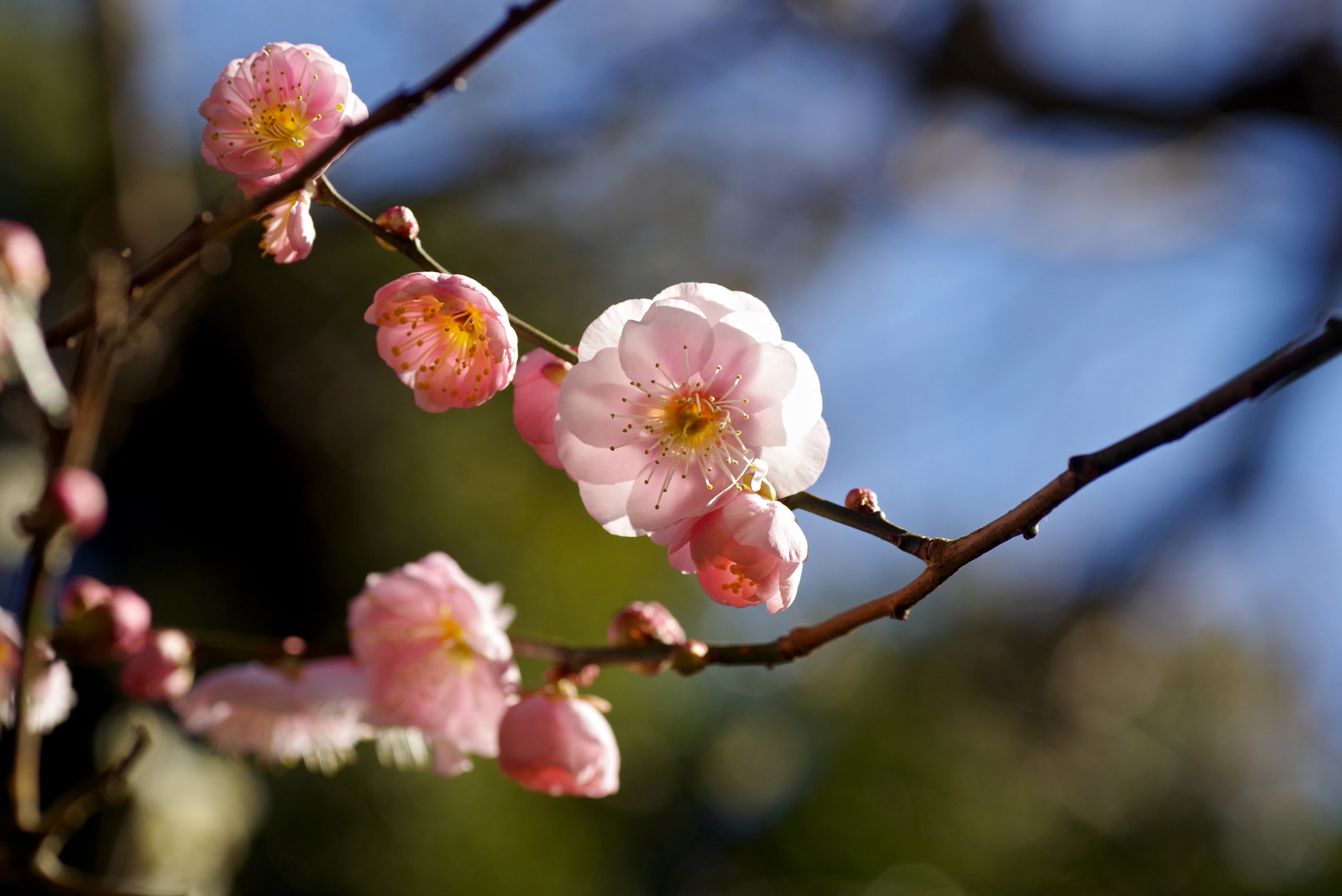 Pentax K-1 sample photo. Pink plum photography