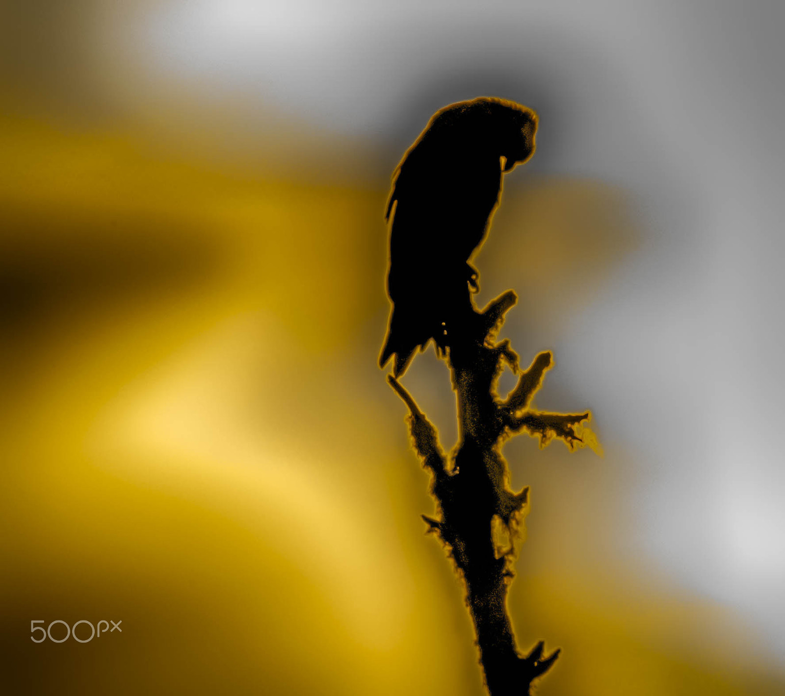 Fujifilm XF 100-400mm F4.5-5.6 R LM OIS WR sample photo. Osprey at sunrise photography