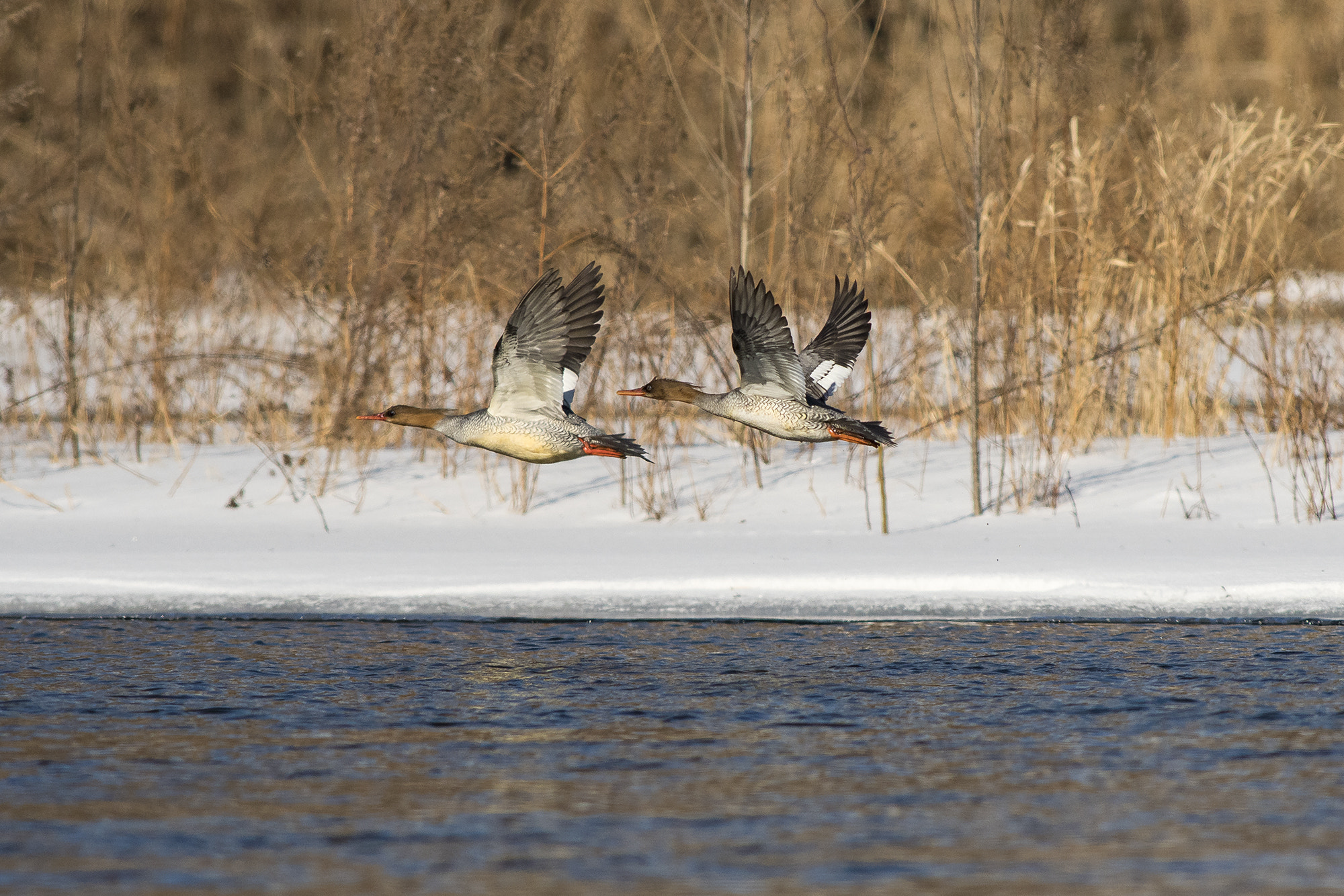 Nikkor 500mm f/4 P ED IF sample photo