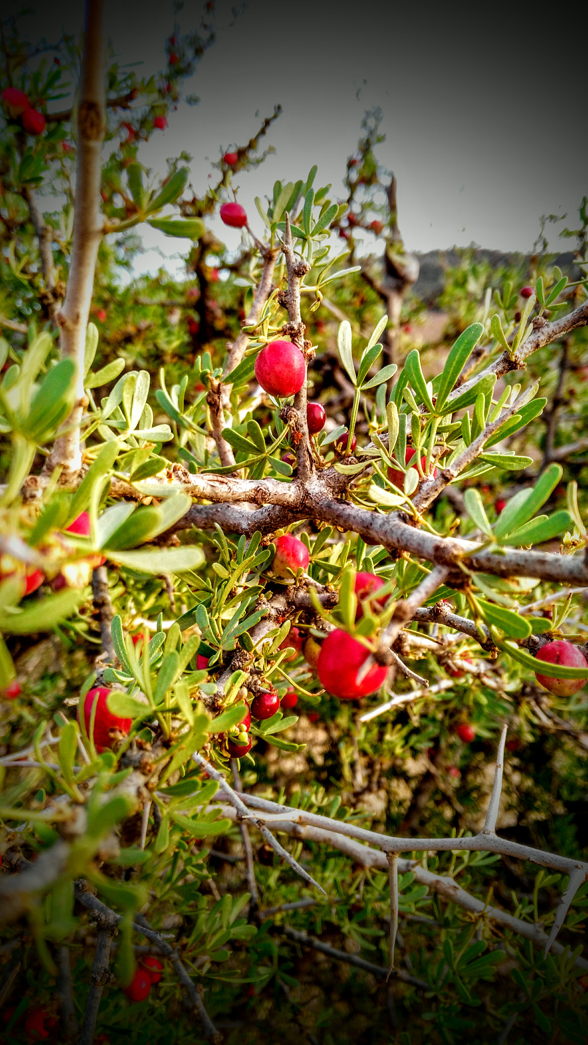 HUAWEI G7-L01 sample photo. Hollyleaf redberry photography