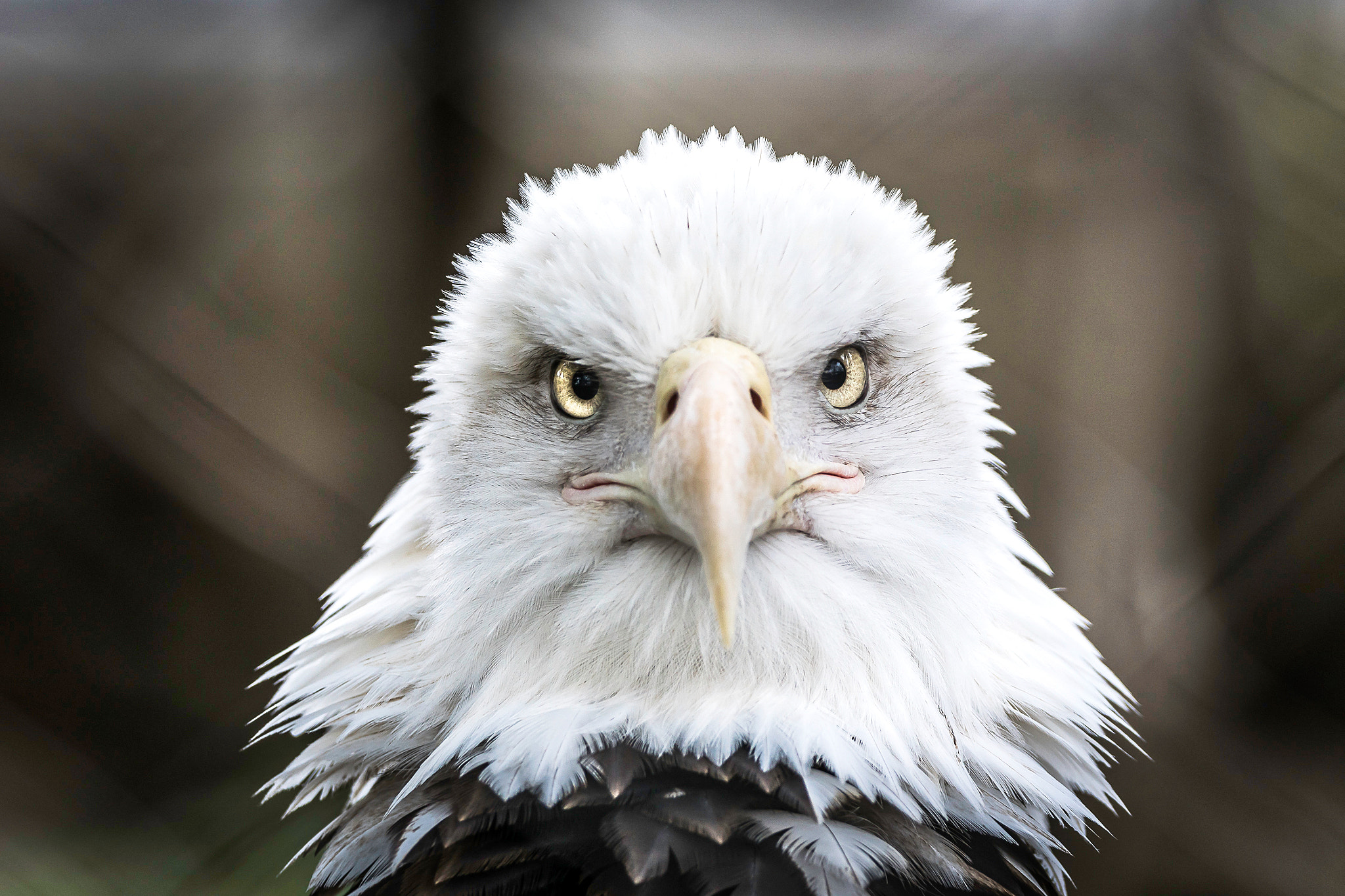 Sony 70-400mm F4-5.6 G SSM II sample photo. The gaze photography