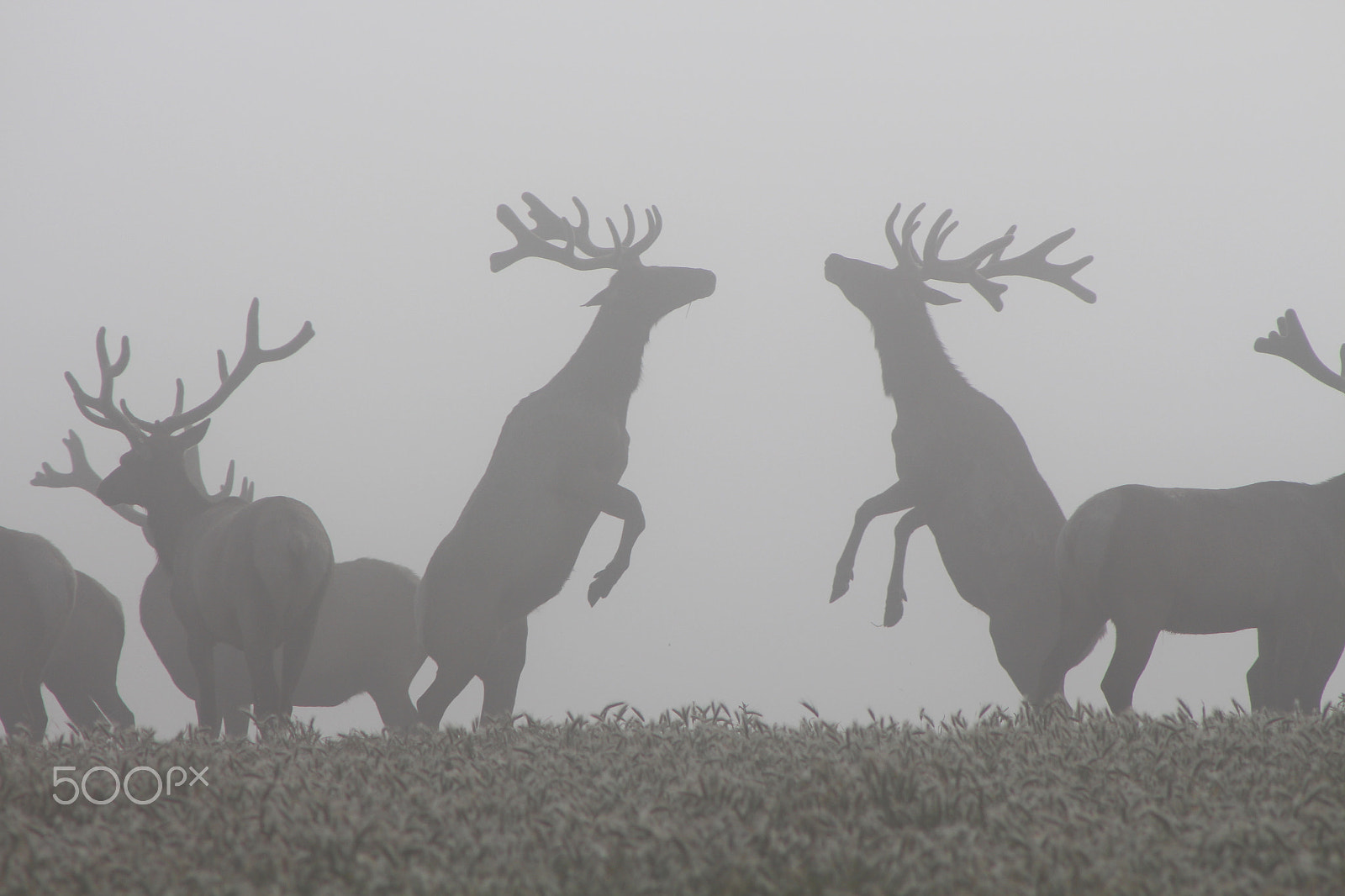 Canon EOS 650D (EOS Rebel T4i / EOS Kiss X6i) + EF75-300mm f/4-5.6 sample photo. Pt reyes tule elk in fog photography