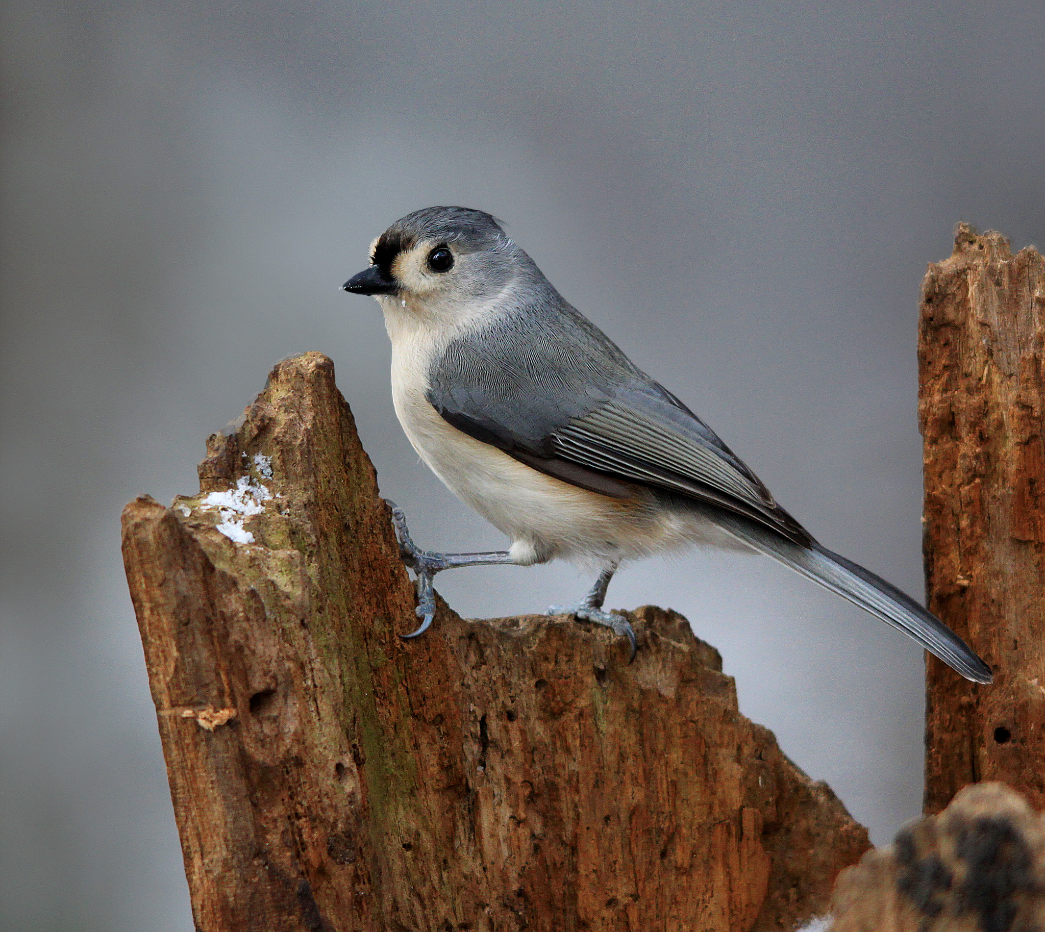 Sigma 150-500mm F5-6.3 DG OS HSM sample photo. Titmouse on stump photography