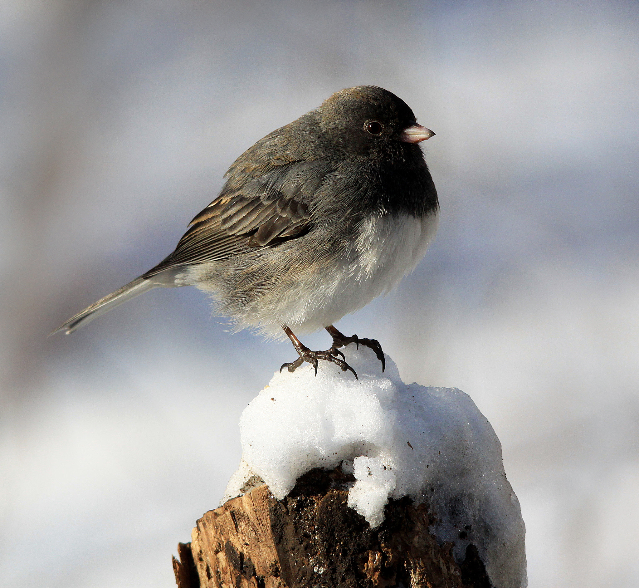Sigma 150-500mm F5-6.3 DG OS HSM sample photo. Junko photography