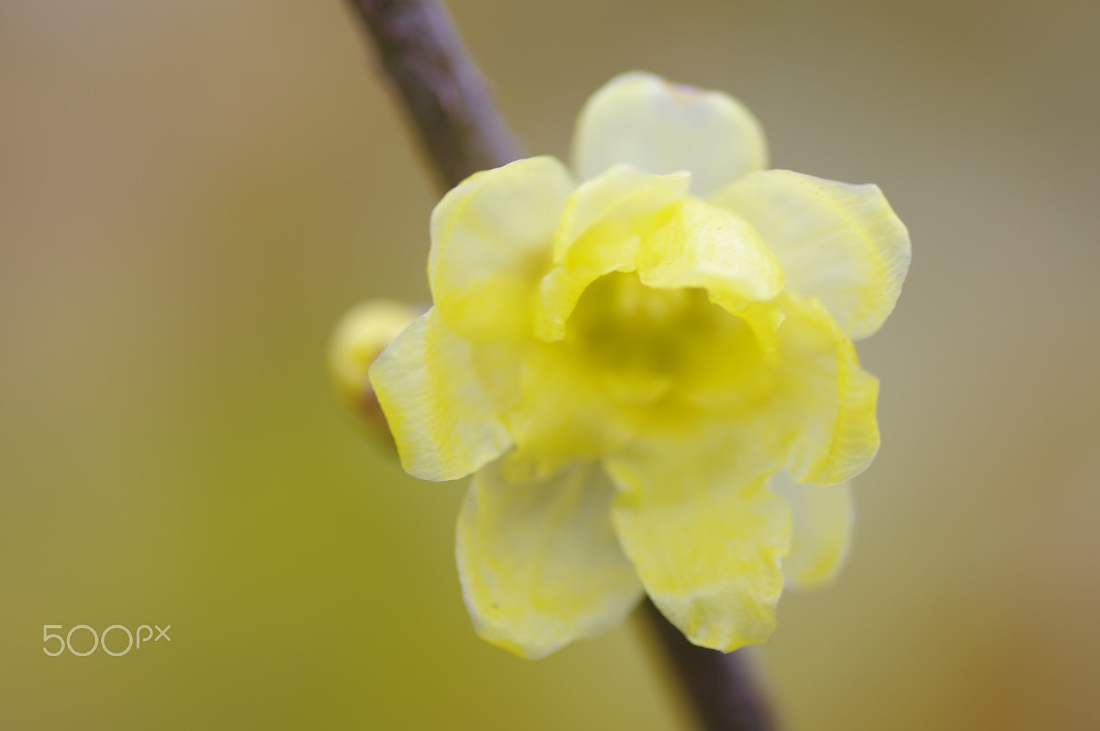 Tamron SP AF 90mm F2.8 Di Macro sample photo. 蠟梅　wax plum photography
