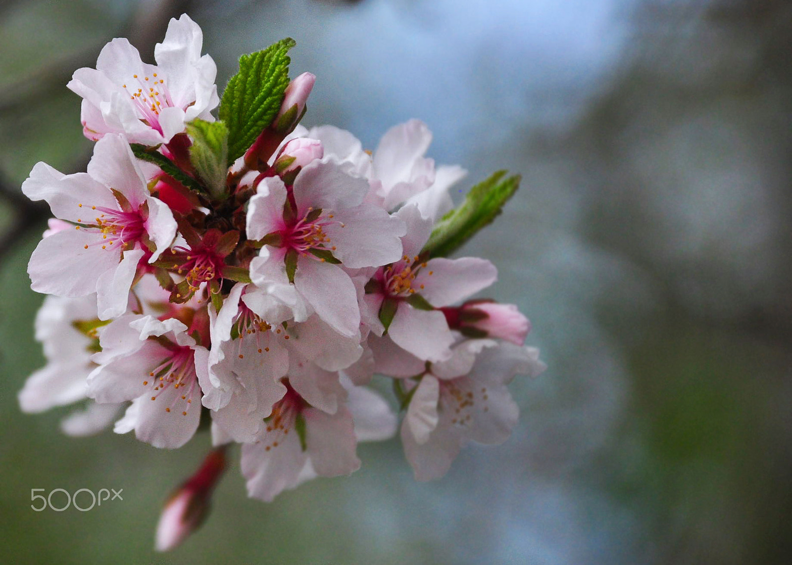 Nikon D90 sample photo. Cherry cherry cherry photography