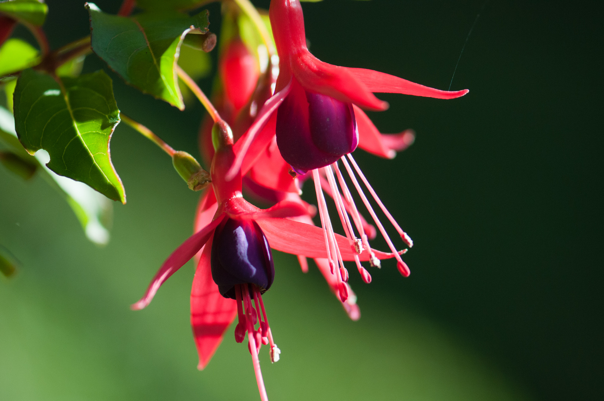 Nikon AF-S Micro-Nikkor 105mm F2.8G IF-ED VR sample photo. Hanging flower 1 photography