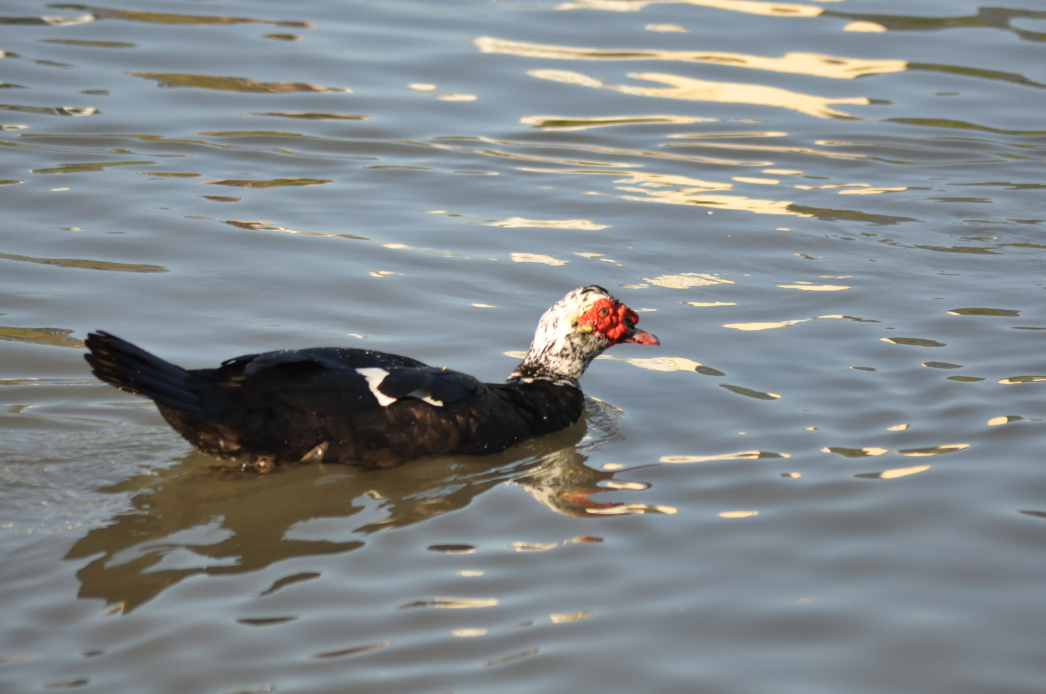 Sigma 70-300mm F4-5.6 APO Macro Super II sample photo. Dsc photography