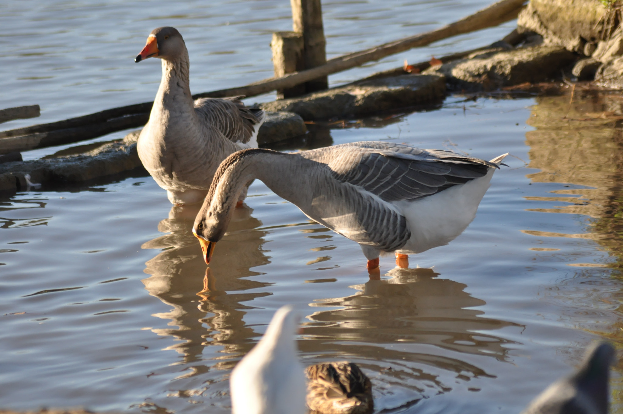 Sigma 70-300mm F4-5.6 APO Macro Super II sample photo. Dsc photography