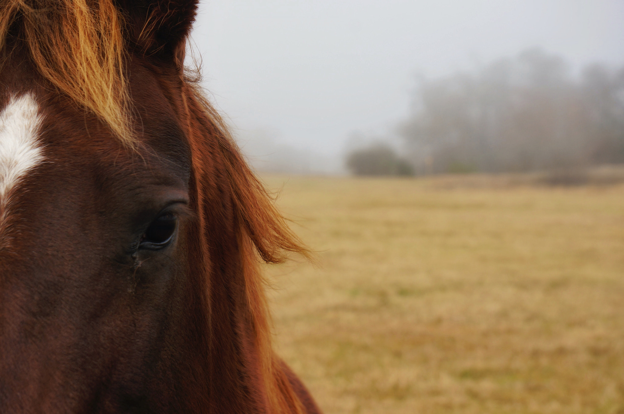 Sony Alpha NEX-6 sample photo. Mini my muse photography