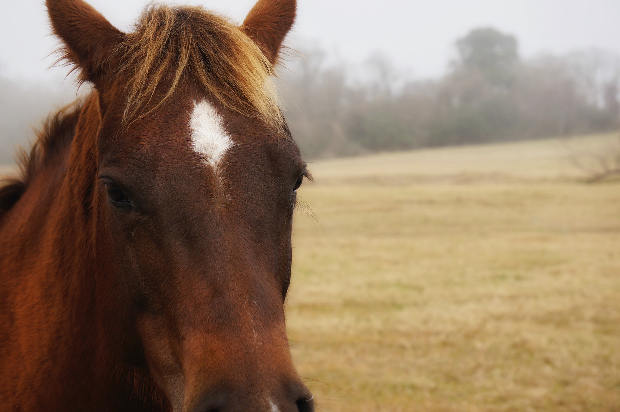 Sony Alpha NEX-6 + Sony E 55-210mm F4.5-6.3 OSS sample photo. Ain't she a beaut photography