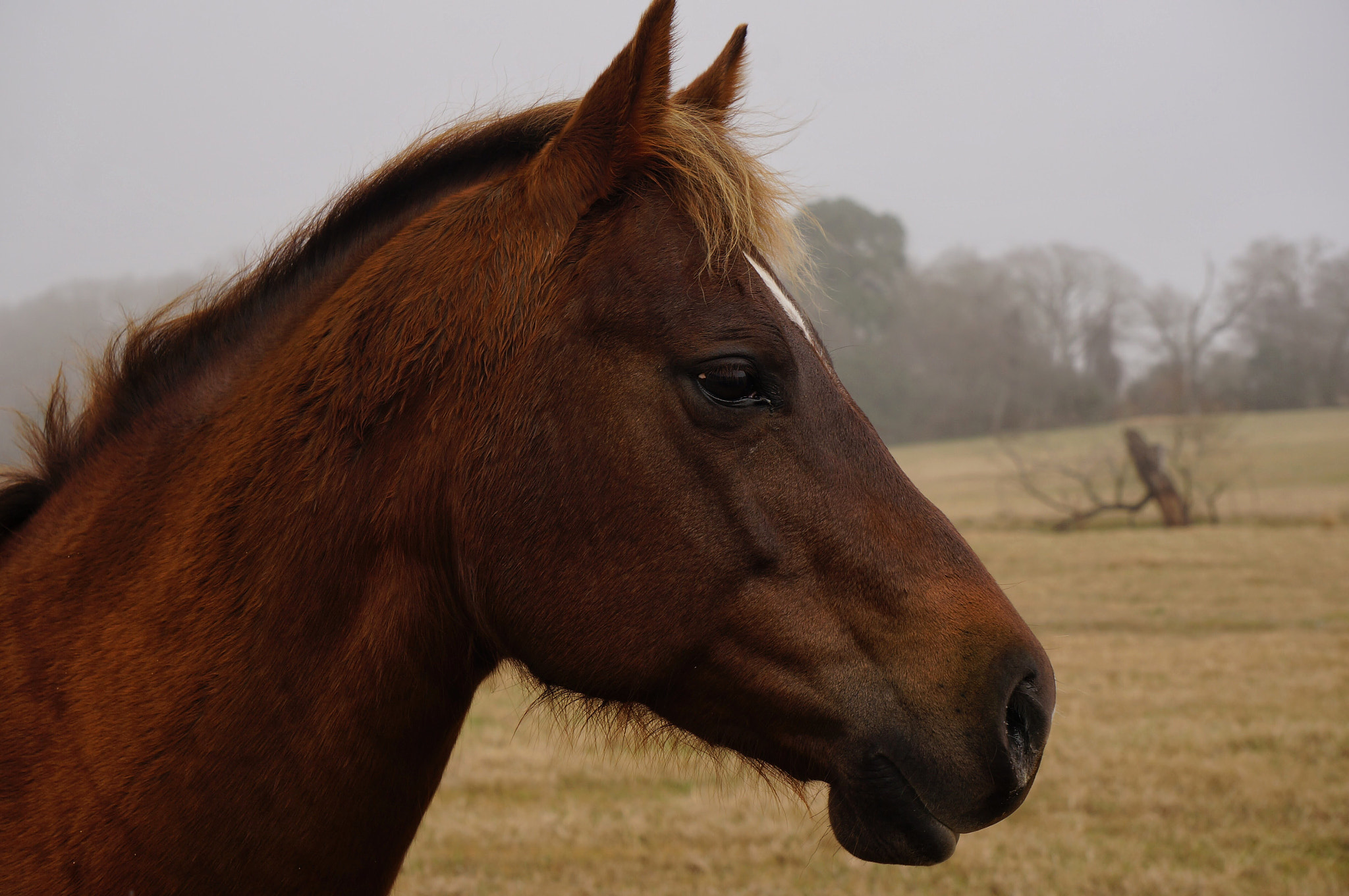 Sony Alpha NEX-6 sample photo. Mini my muse 2 photography