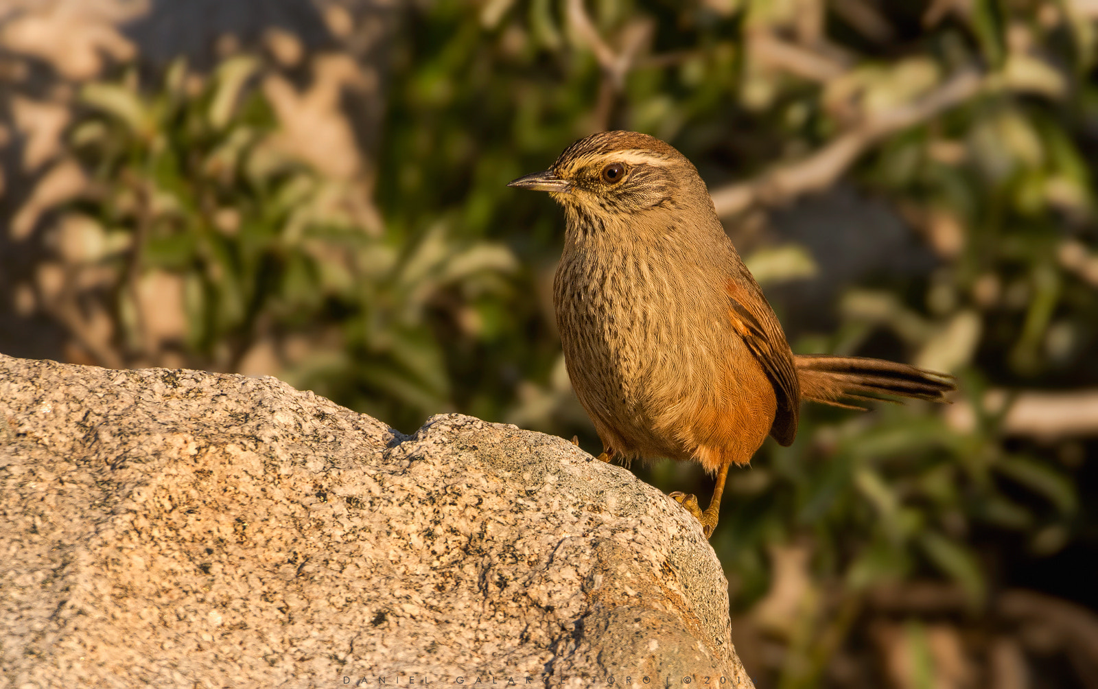 Sigma 50-500mm F4.5-6.3 DG OS HSM sample photo. El yeso photography