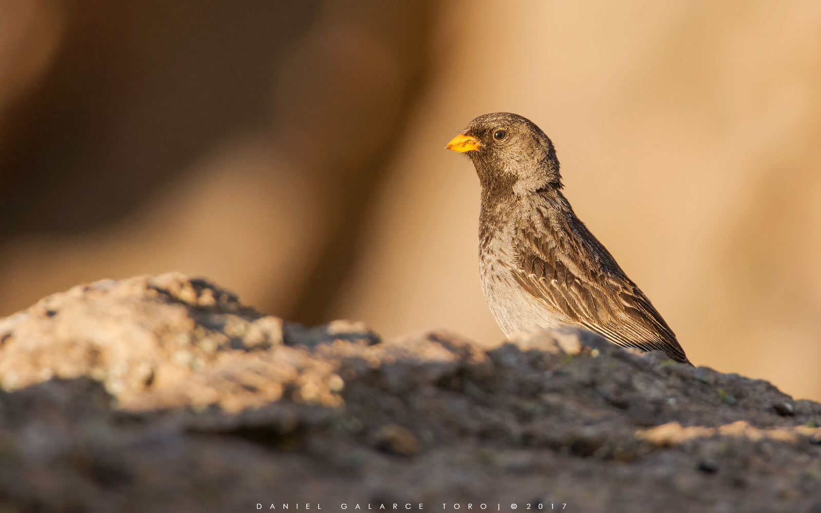 Sigma 50-500mm F4.5-6.3 DG OS HSM sample photo. Farellones photography