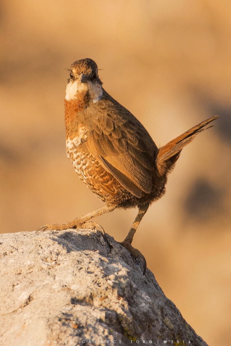 Sigma 50-500mm F4.5-6.3 DG OS HSM sample photo. Farellones photography