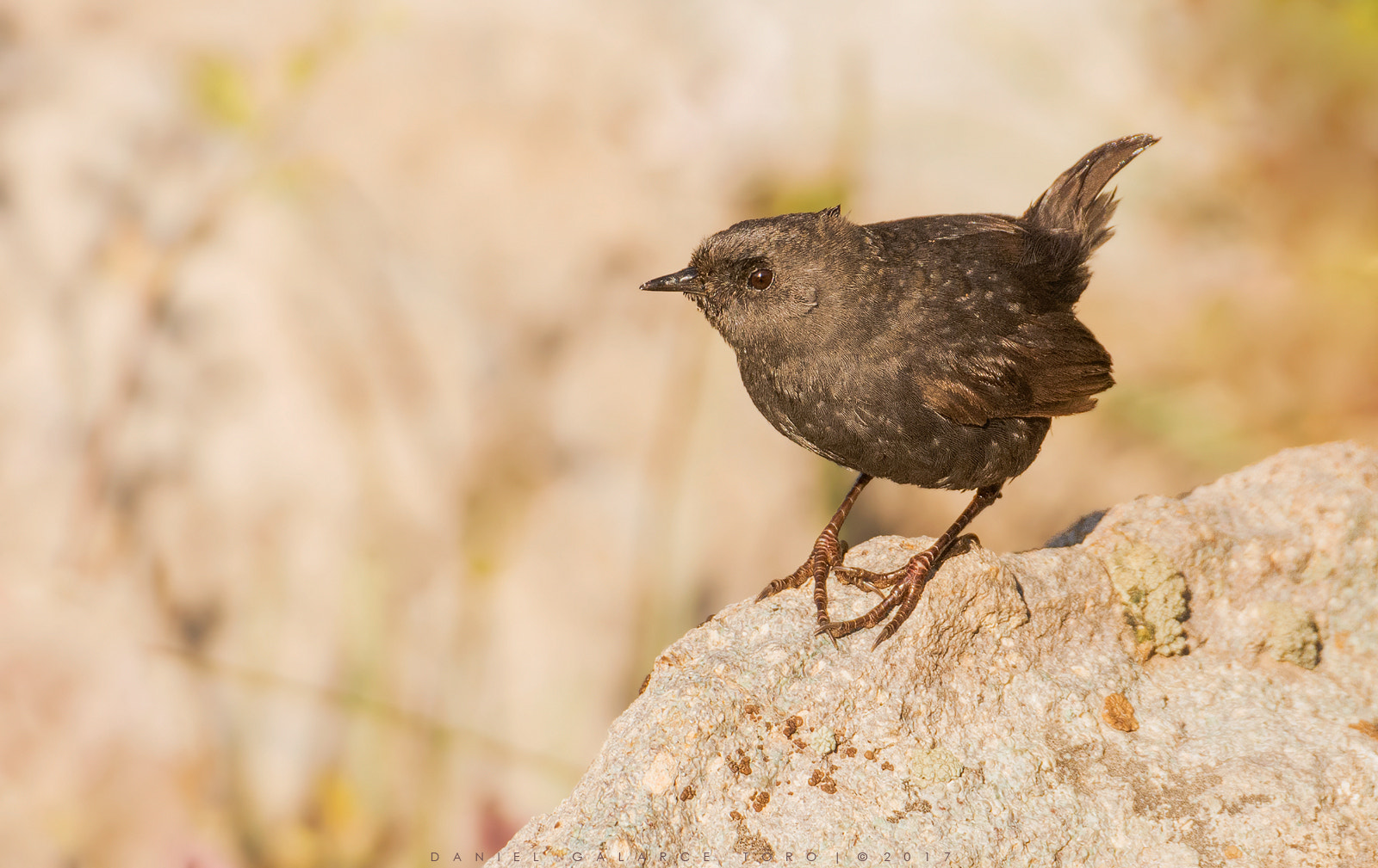 Sigma 50-500mm F4.5-6.3 DG OS HSM sample photo. Farellones photography
