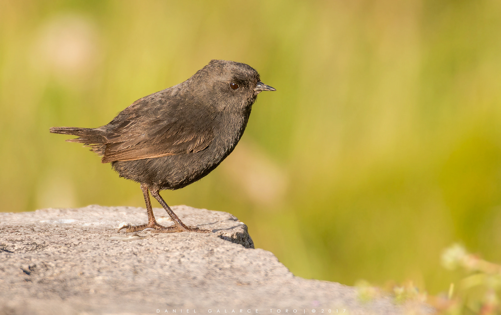 Sigma 50-500mm F4.5-6.3 DG OS HSM sample photo. Farellones photography