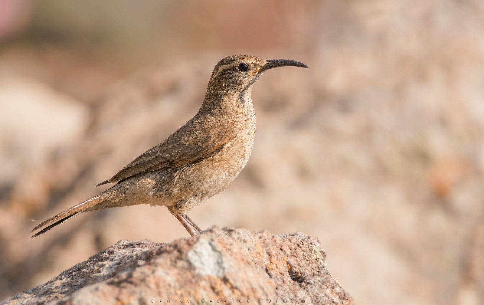 Sigma 50-500mm F4.5-6.3 DG OS HSM sample photo. Farellones photography