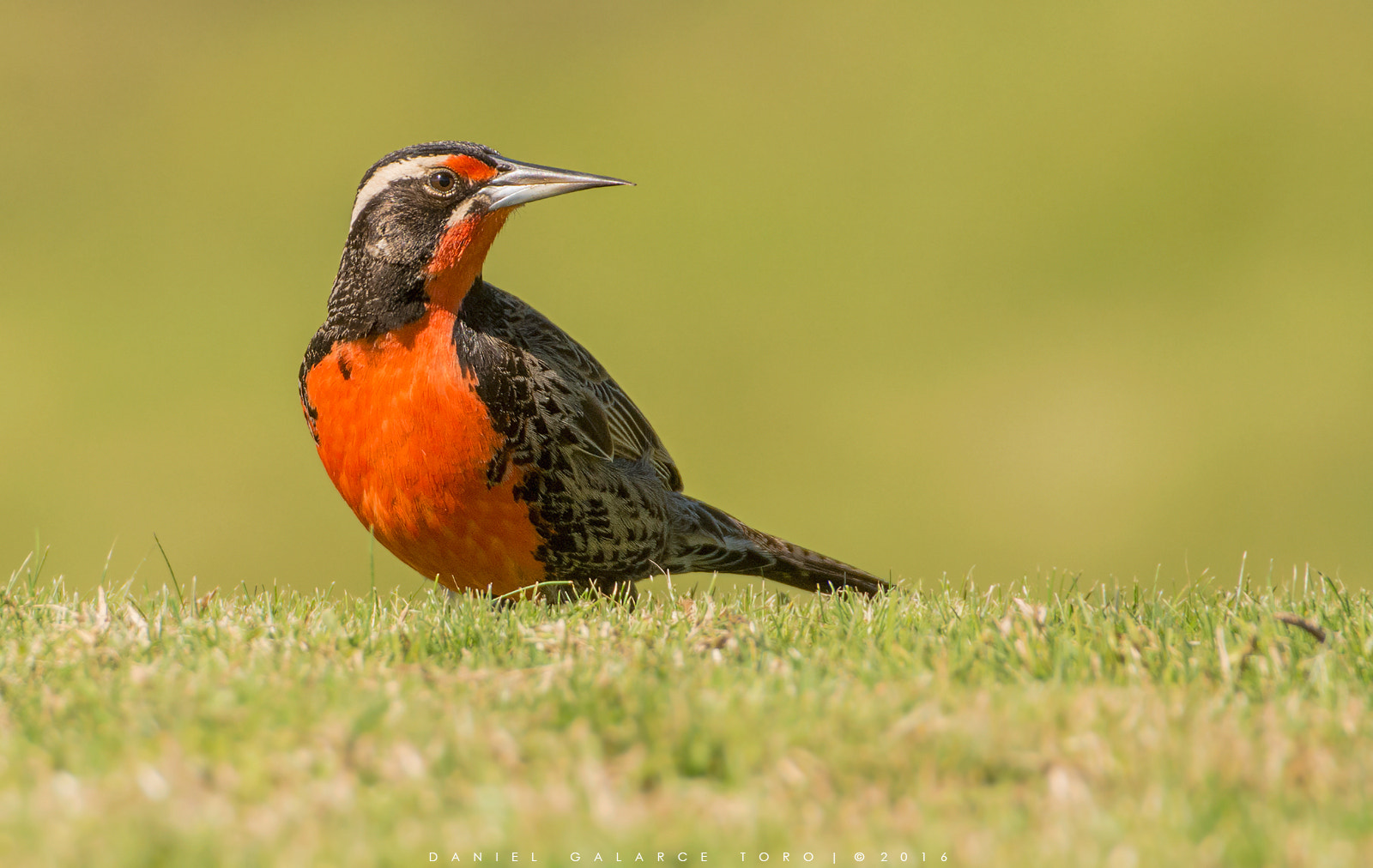 Sigma 50-500mm F4.5-6.3 DG OS HSM sample photo. Santo domingo photography