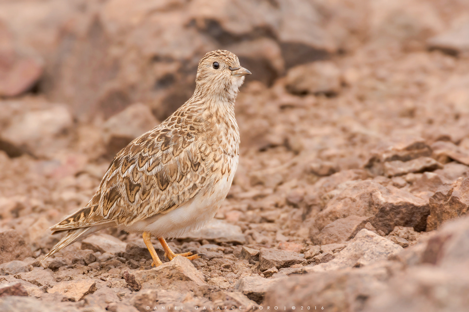 Sigma 50-500mm F4.5-6.3 DG OS HSM sample photo. Farellones photography