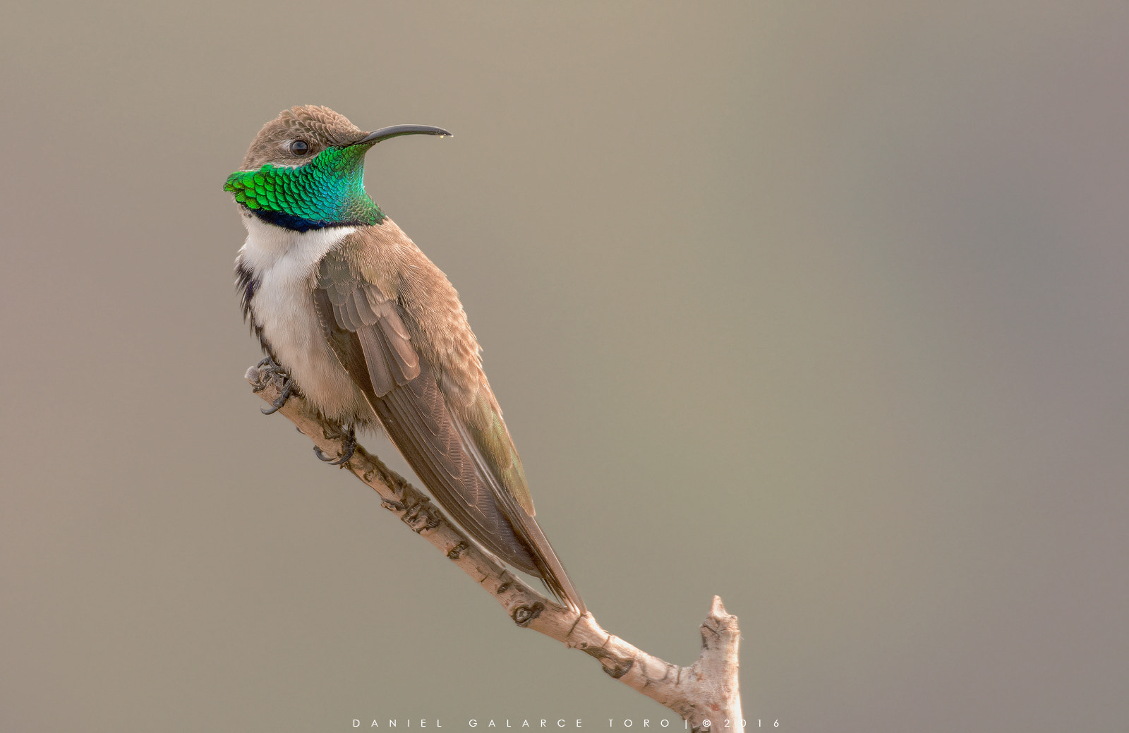 Sigma 50-500mm F4.5-6.3 DG OS HSM sample photo. Farellones photography