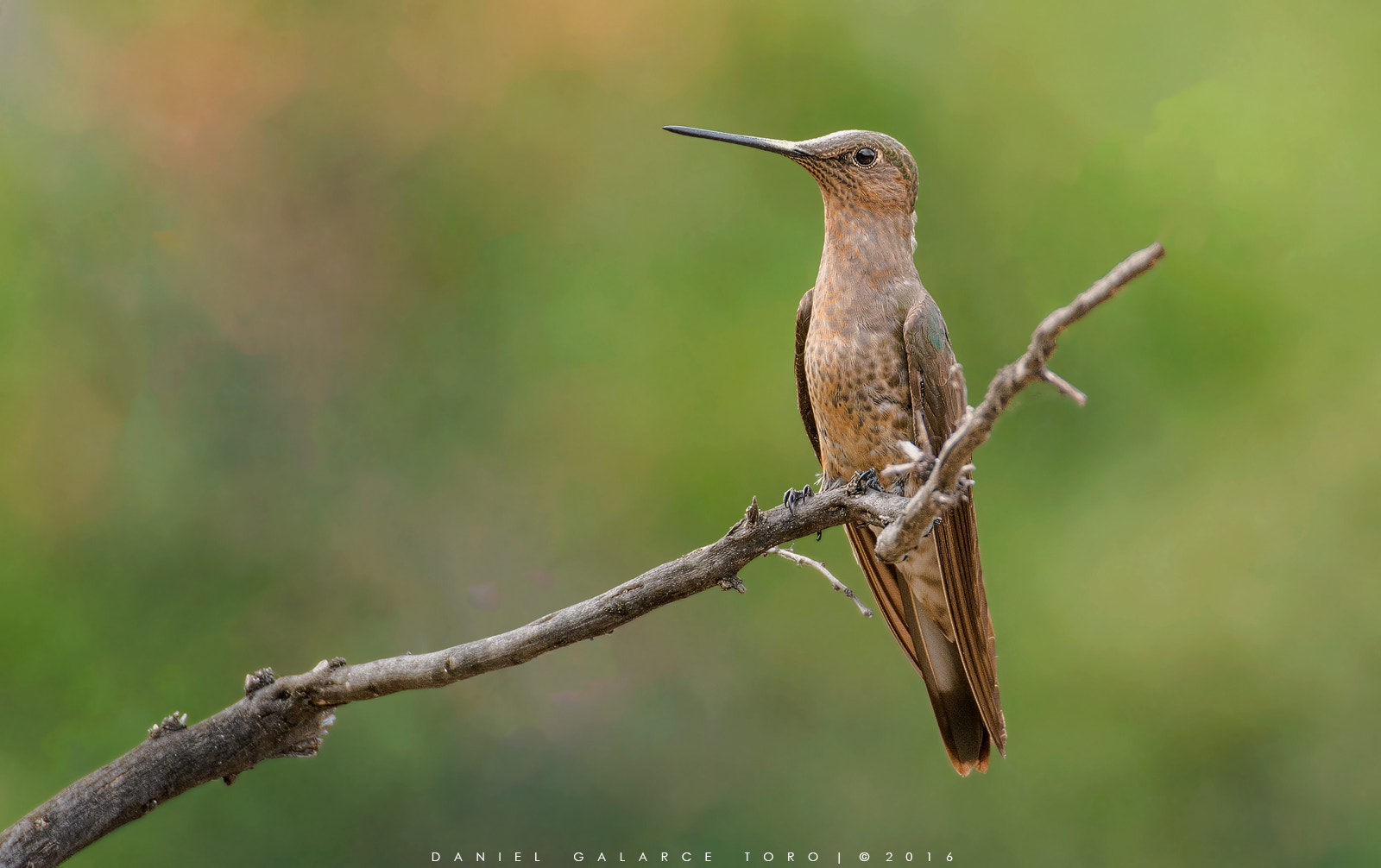 Sigma 50-500mm F4.5-6.3 DG OS HSM sample photo. La campana photography