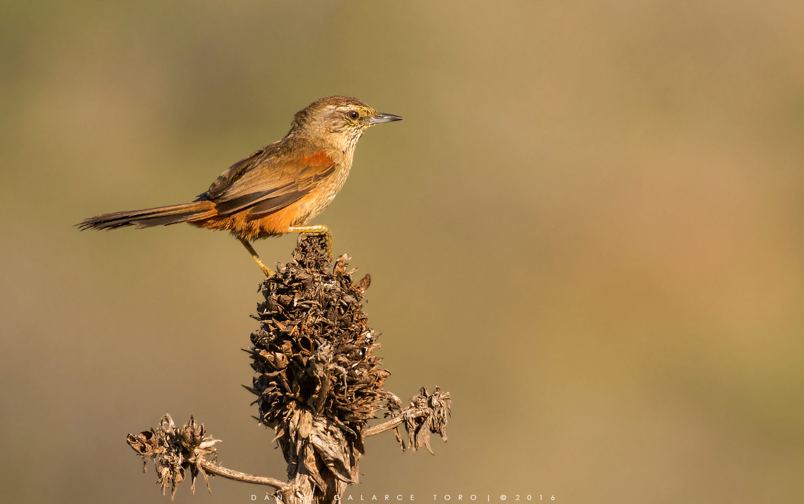 Sigma 50-500mm F4.5-6.3 DG OS HSM sample photo. Los molles photography