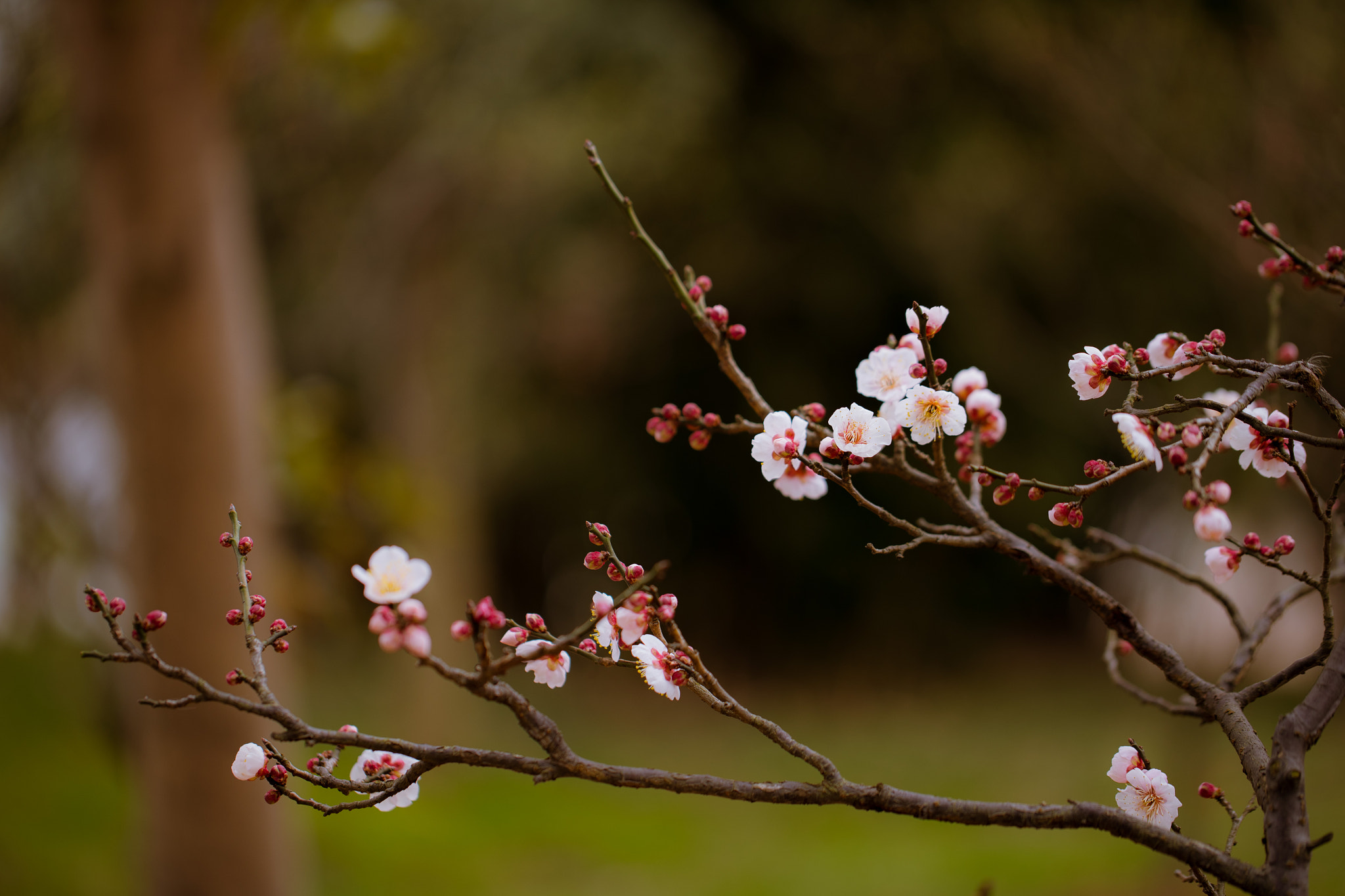 Canon EF 100mm F2.8L Macro IS USM sample photo. Plum blossom photography