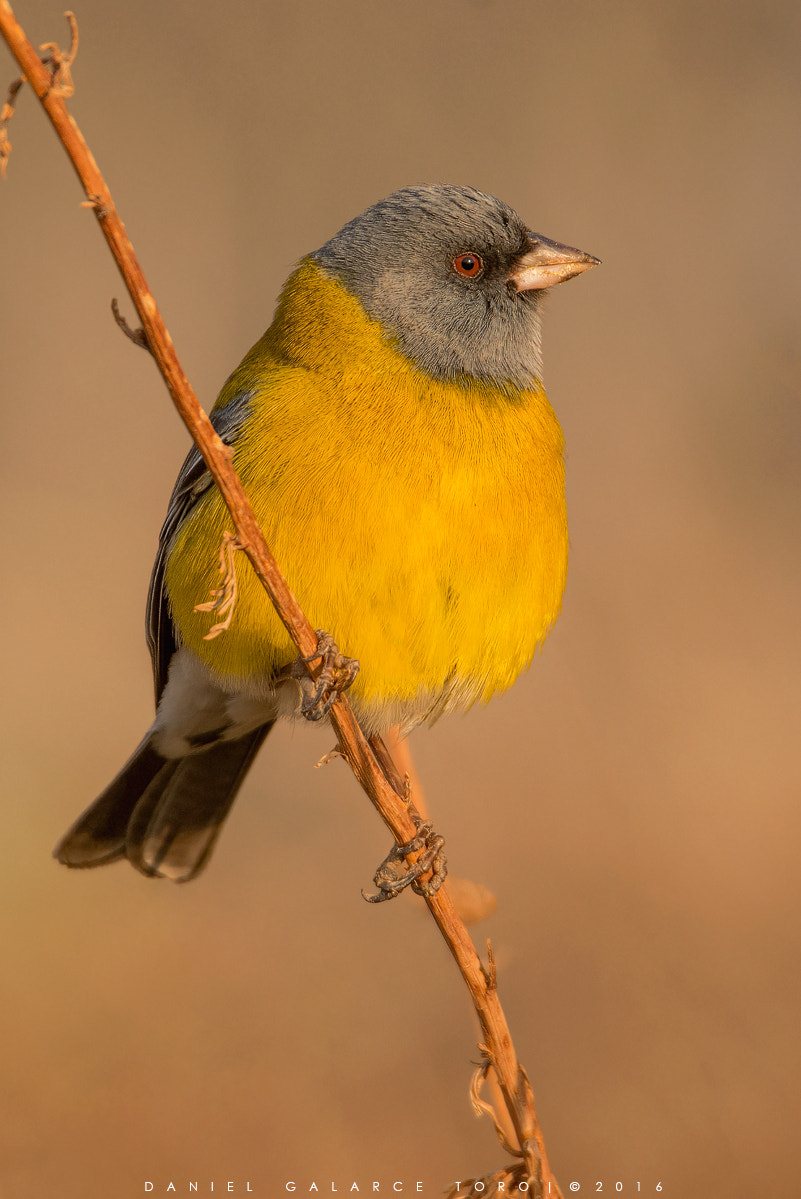 Sigma 50-500mm F4.5-6.3 DG OS HSM sample photo. Farellones photography