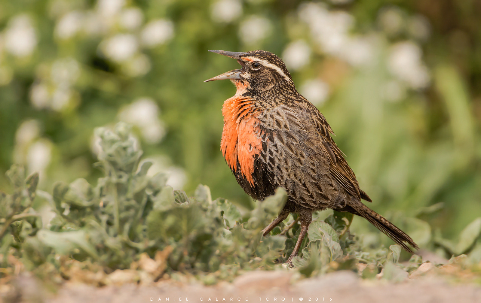 Sigma 50-500mm F4.5-6.3 DG OS HSM sample photo. Farellones photography
