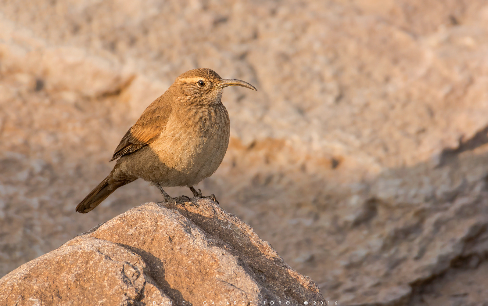 Sigma 50-500mm F4.5-6.3 DG OS HSM sample photo. Farellones photography