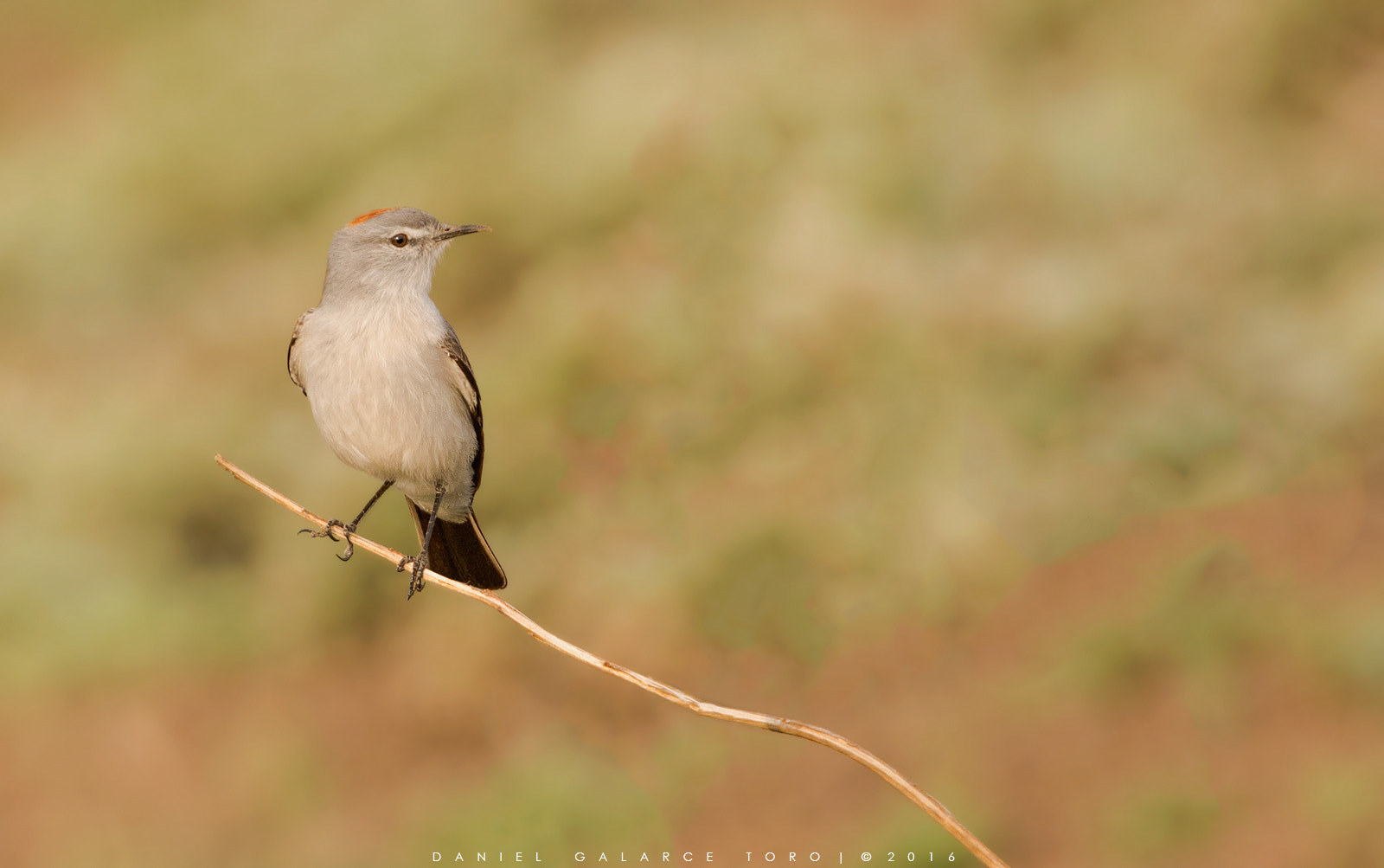 Sigma 50-500mm F4.5-6.3 DG OS HSM sample photo. Farellones photography