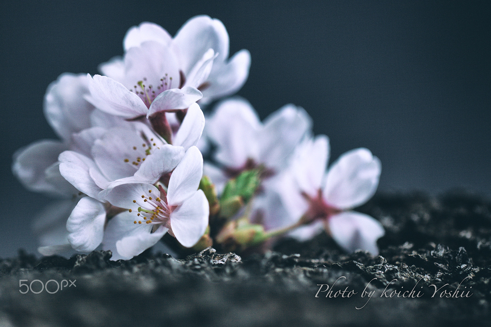 Canon EF 100mm F2.8L Macro IS USM sample photo. Bouquet. photography