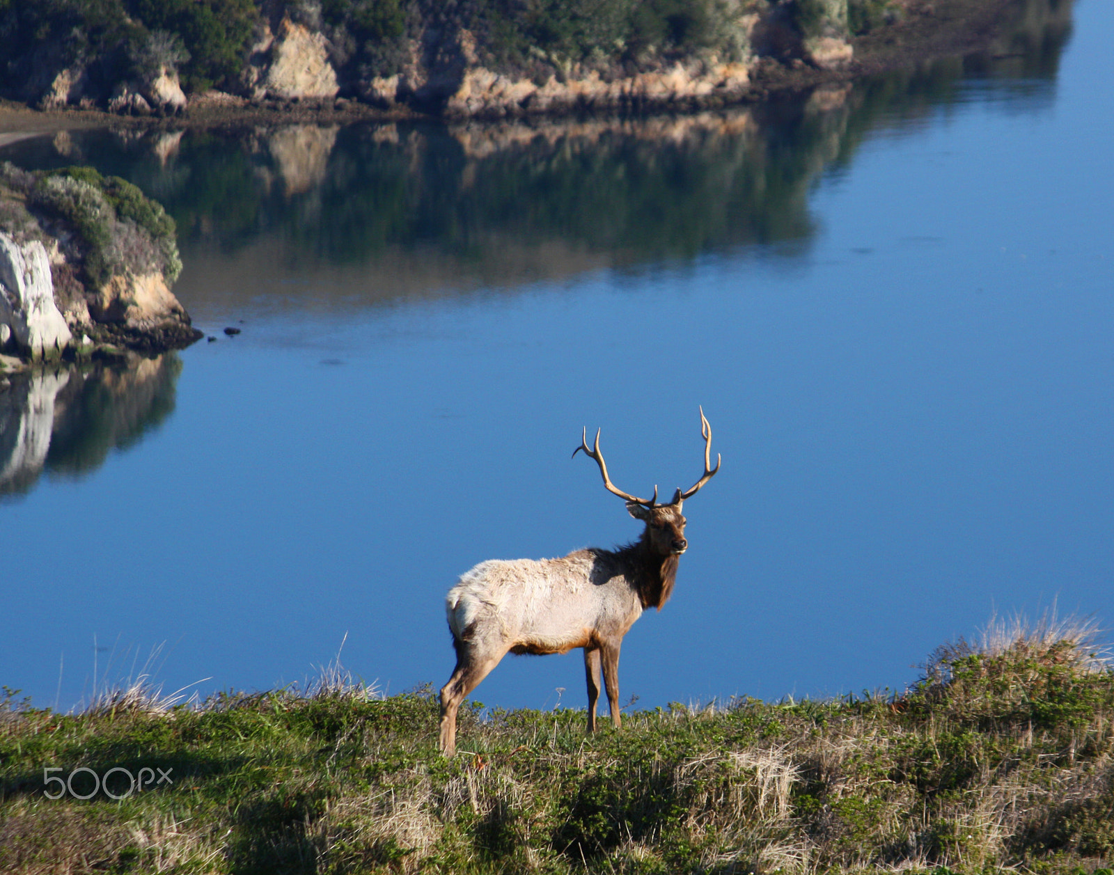 Canon EOS 450D (EOS Rebel XSi / EOS Kiss X2) sample photo. Pt reyes tule elk photography