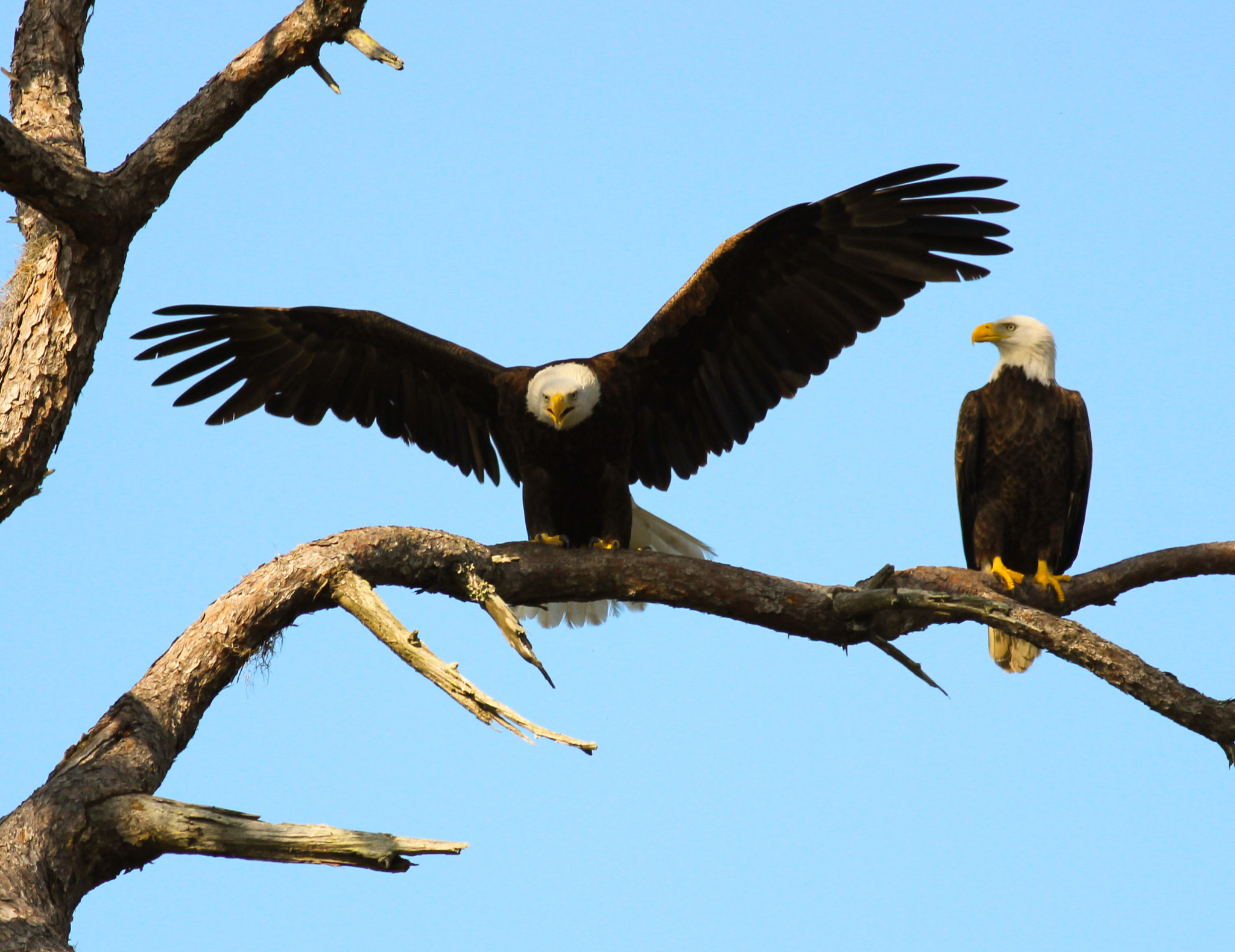 Canon EOS 600D (Rebel EOS T3i / EOS Kiss X5) + Canon EF 400mm F5.6L USM sample photo. Eagles holiday photography