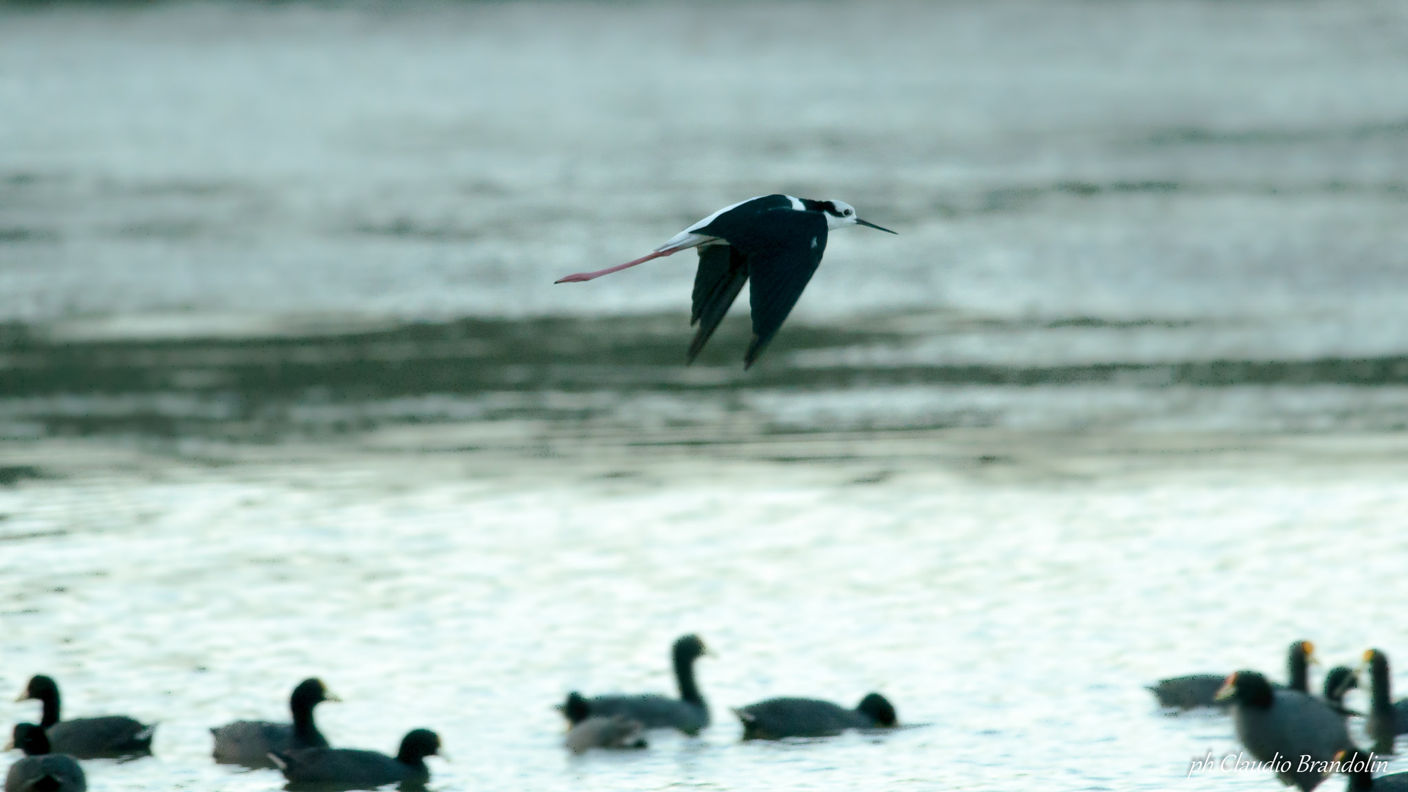 Nikon D90 + Nikon AF-S Nikkor 300mm F4D ED-IF sample photo. Volar photography