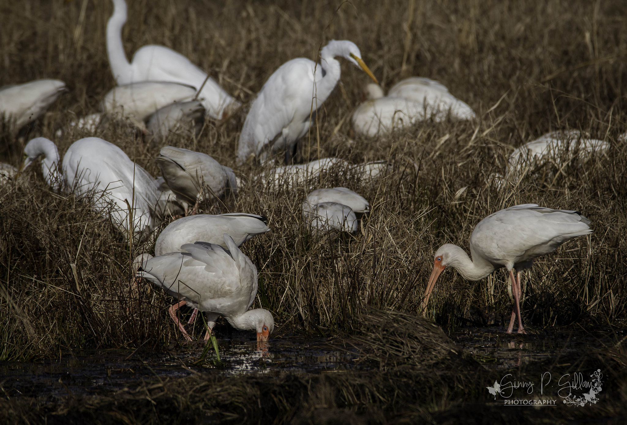 150-600mm F5-6.3 DG OS HSM | Contemporary 015 sample photo. Birds of a feather flock together photography