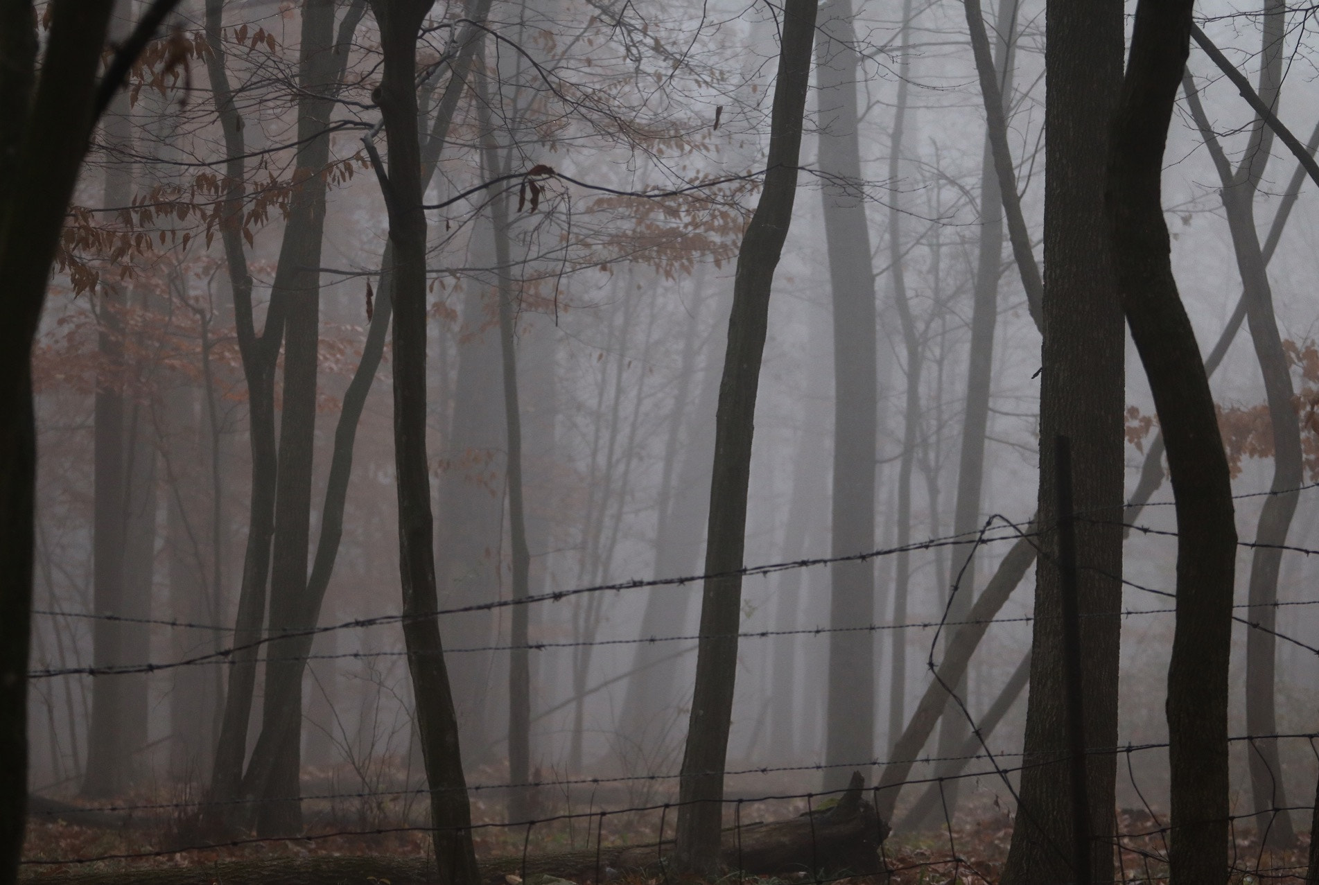 Canon EOS 750D (EOS Rebel T6i / EOS Kiss X8i) + Canon EF 70-200mm F4L USM sample photo. This picture wasn't taken this morning, but it's e ... photography
