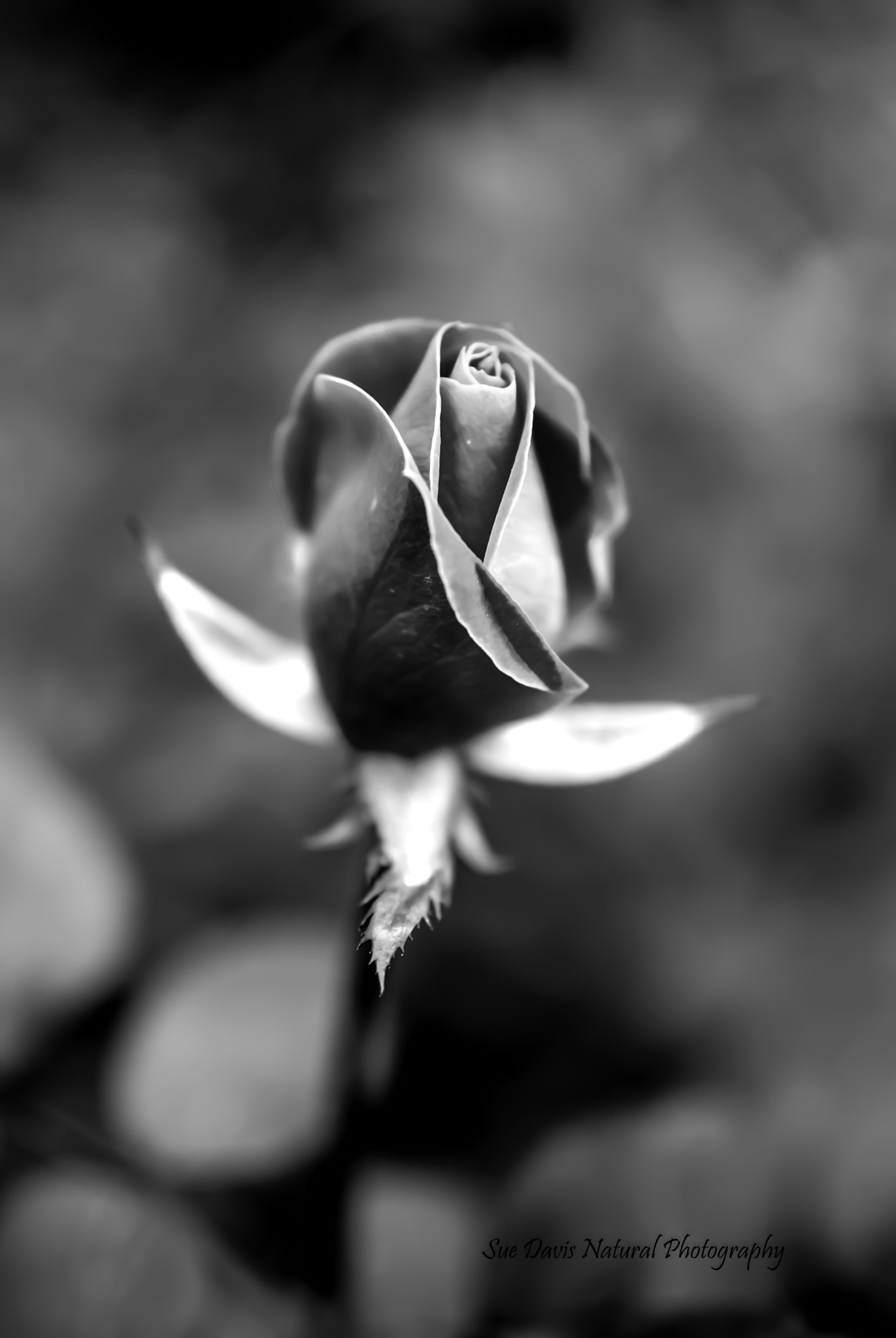 Nikon D3000 sample photo. The rose black & white photography