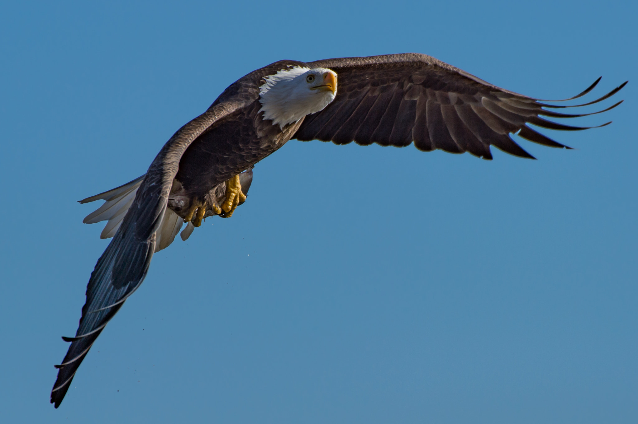 Nikon AF-S Nikkor 200-500mm F5.6E ED VR sample photo. Got a fish photography
