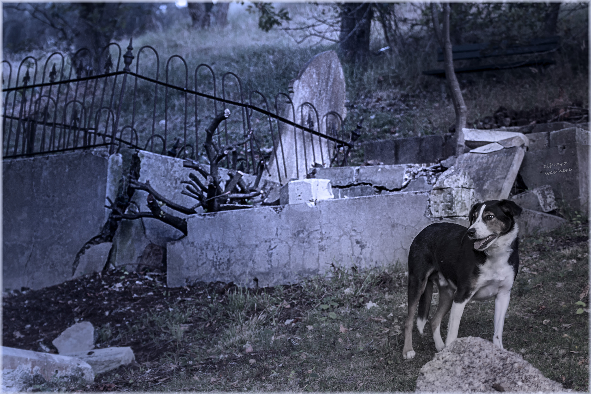 Tamron SP 35mm F1.8 Di VC USD sample photo. Derelict graveyard photography