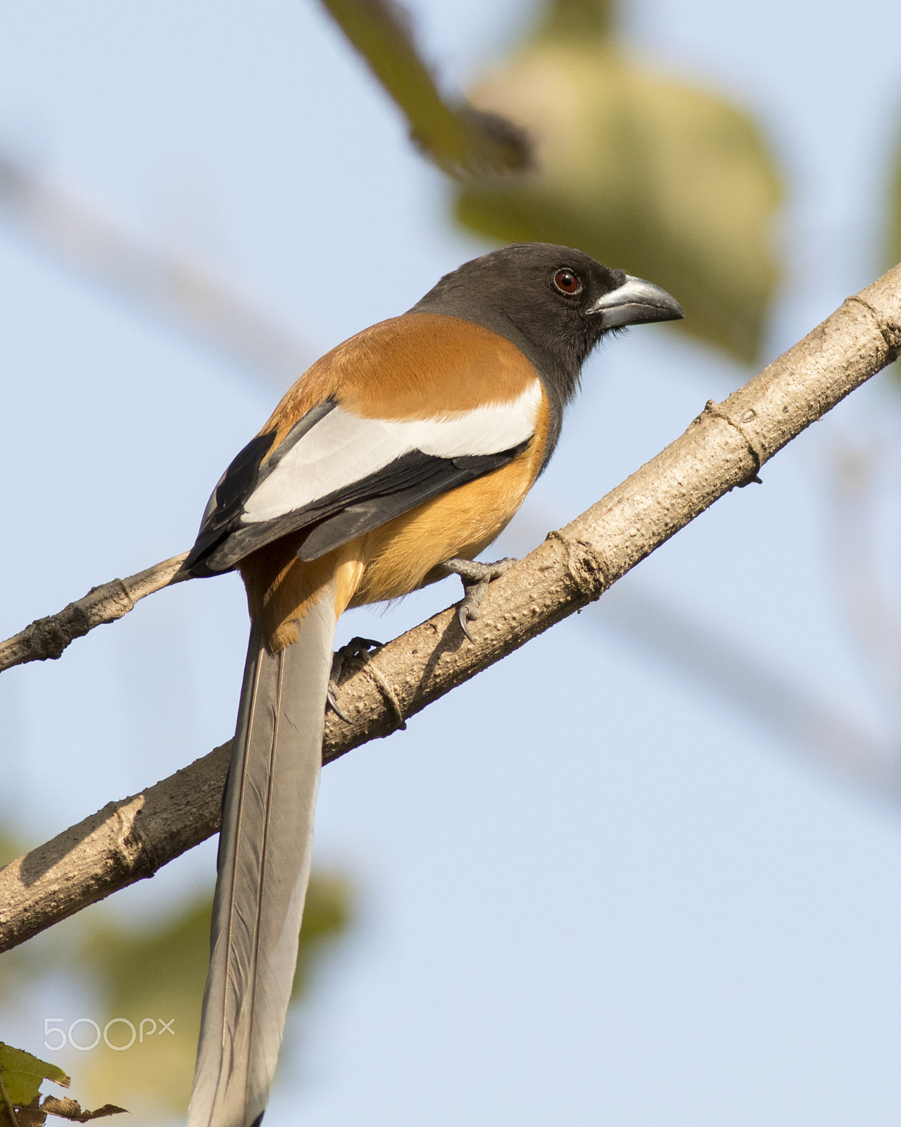 Canon EOS 80D + Canon EF 400mm F5.6L USM sample photo. Rufous treepie photography