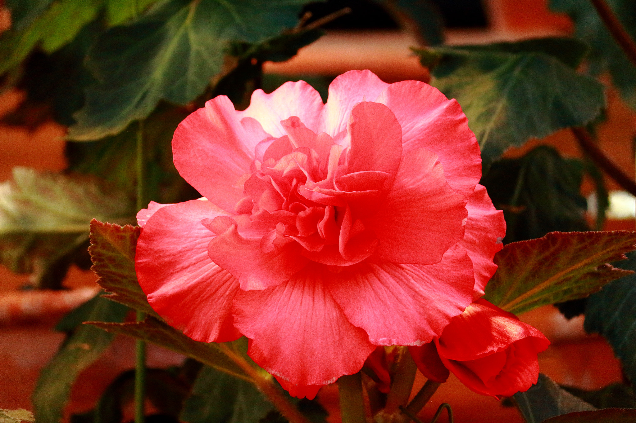 Canon EOS 100D (EOS Rebel SL1 / EOS Kiss X7) sample photo. A begonia on the nabana-no-sato (0) photography