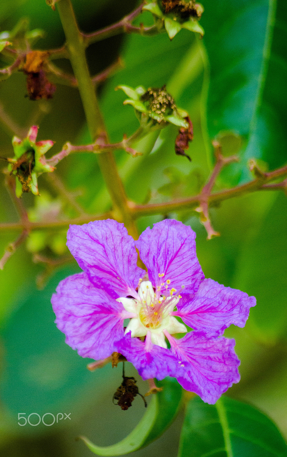Sigma 70-300mm F4-5.6 APO DG Macro sample photo. Getting low photography