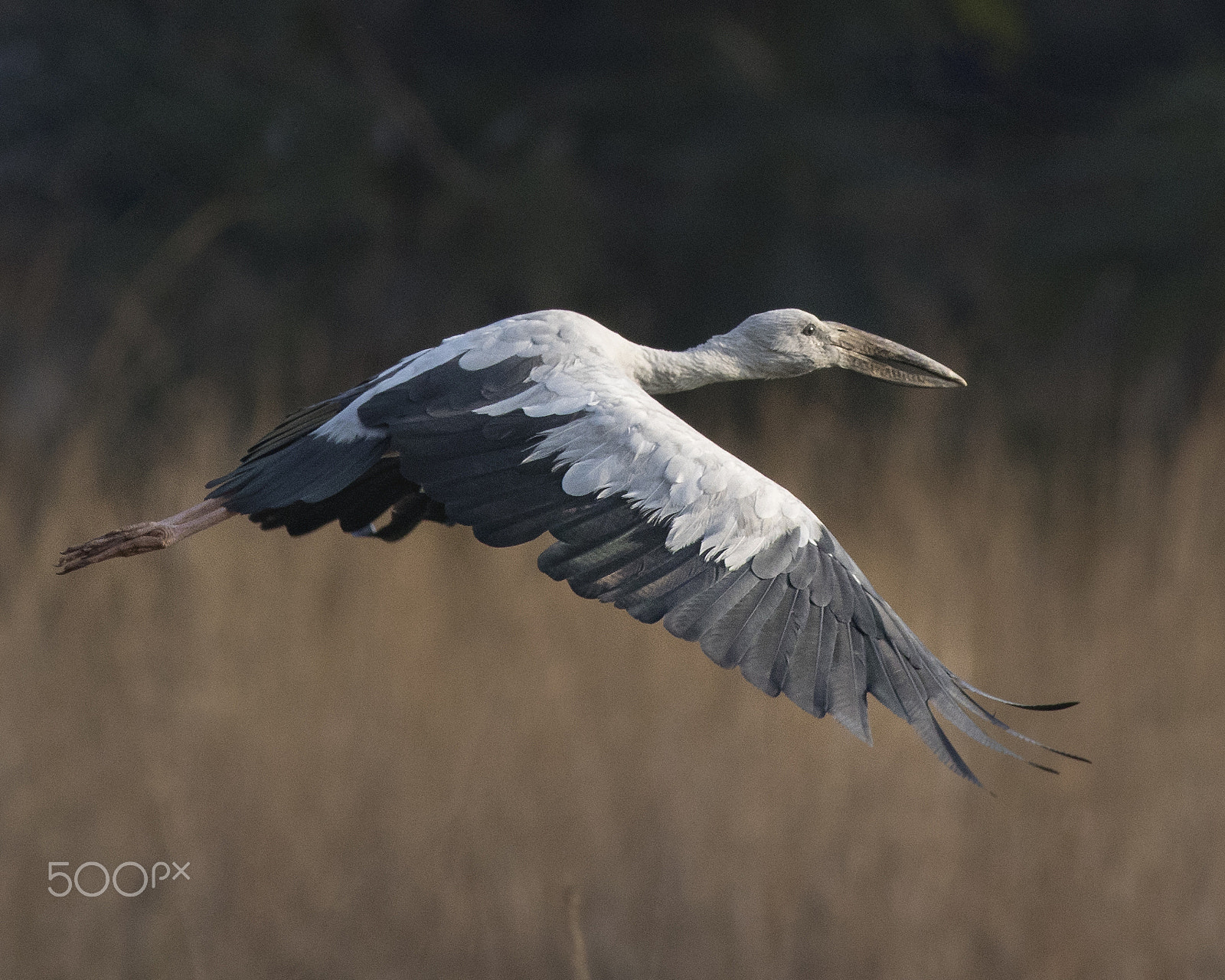 Canon EOS 80D + Canon EF 400mm F5.6L USM sample photo. Openbill stork in flight photography