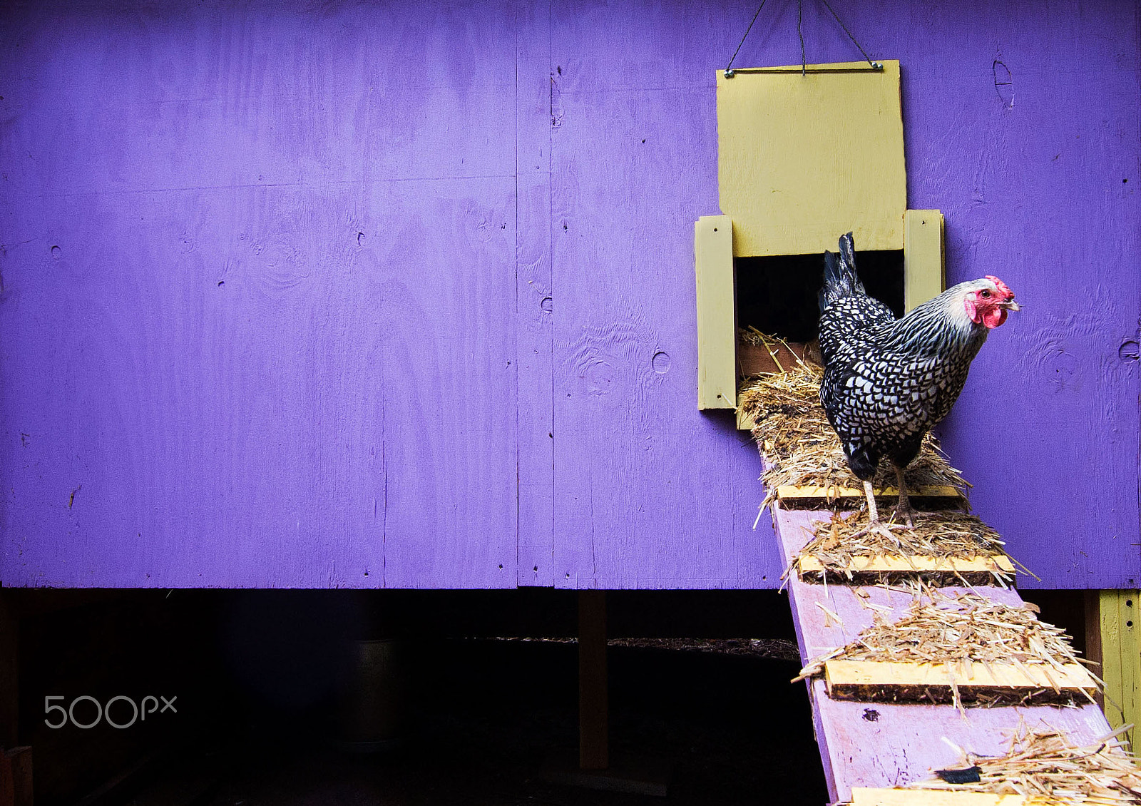 Canon EOS 40D sample photo. Good morning, chandler! photography