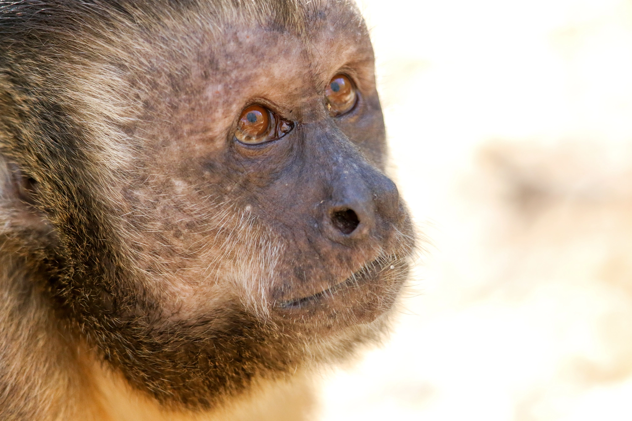 Canon EOS 70D + Canon EF 300mm F2.8L IS II USM sample photo. Capuchin monkey (sapajus libidinosus) photography