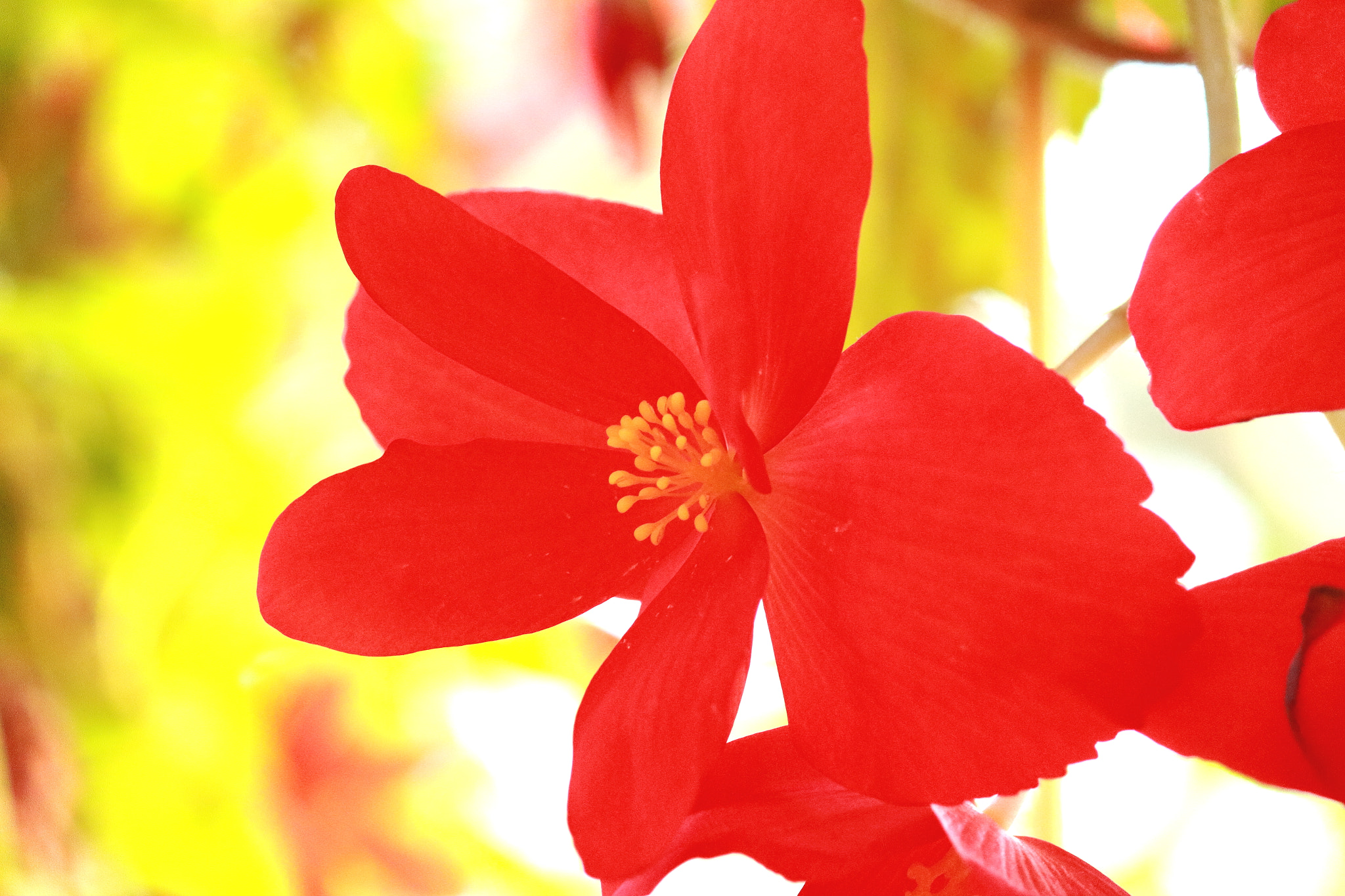 Canon EOS 100D (EOS Rebel SL1 / EOS Kiss X7) sample photo. A begonia on the nabana-no-sato (1) photography