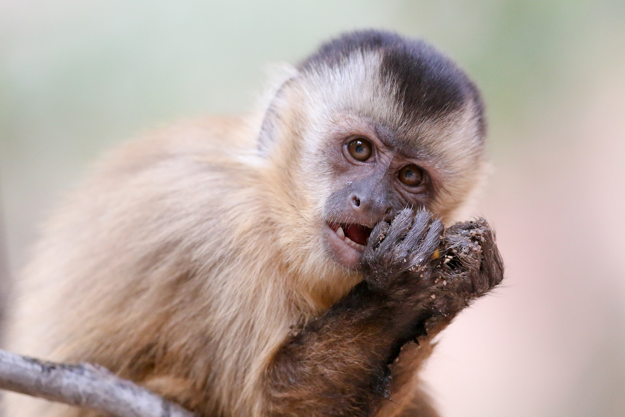 Canon EF 300mm F2.8L IS II USM sample photo. Capuchin monkey (sapajus libidinosus) photography